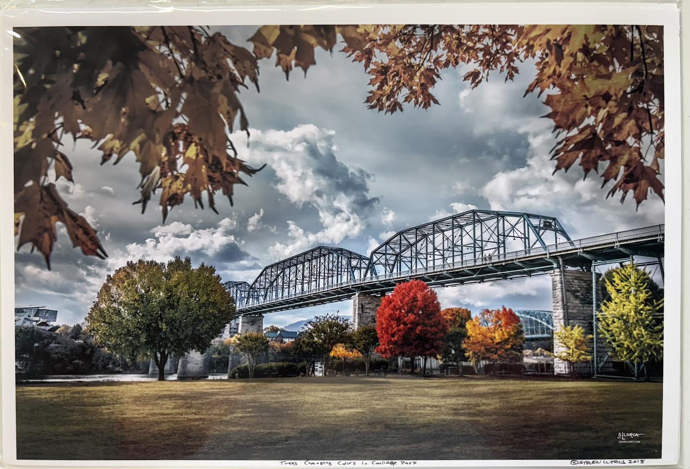 Trees Changing Colors in Coolidge Park 12x18 - Steven Llorca