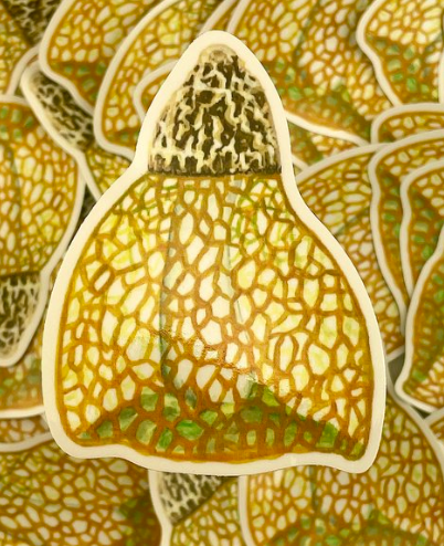 Stinkhorn Mushroom Sticker-Forest & Fern